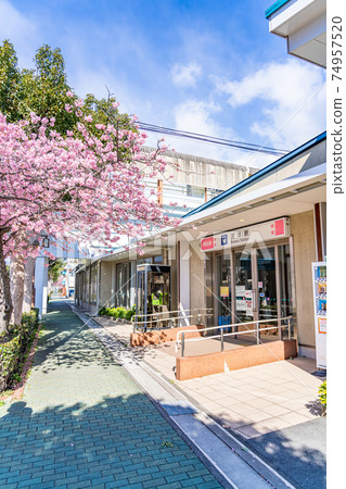 日本春季河津站周圍的風景 74957520