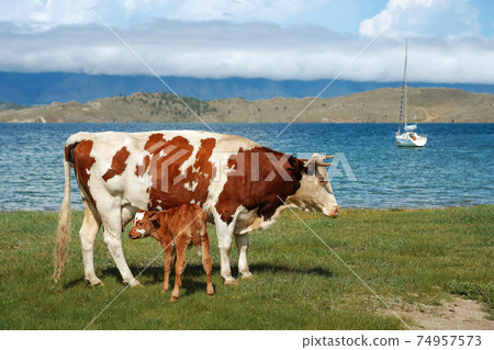 Mother cow and calf on background of yacht in sea 74957573