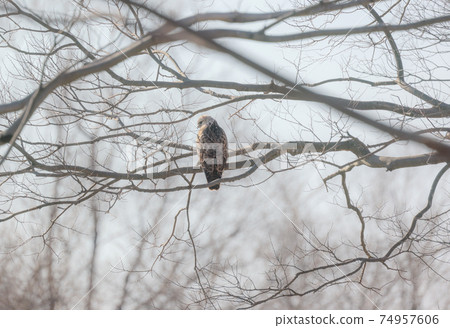 Buzzard perching on a tree branch Buzzard perching on a tree branch 74957606