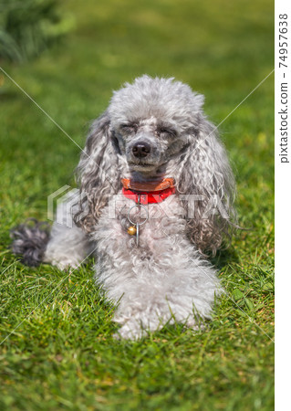 A miniature gray poodle toy laying on a green lawn on a sunny day. A miniature gray poodle toy laying on a green lawn on a sunny day. 74957638