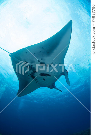 Manta 74957796