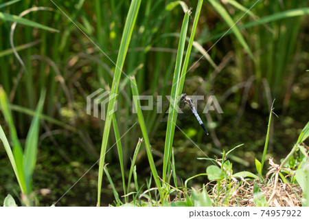 Blue dragonfly in the summer rice field Shiokara dragonfly (August) 74957922