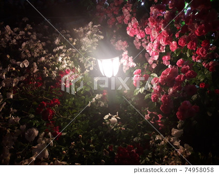 夜間盛開的玫瑰中閃耀的路燈 夜間盛開的玫瑰中閃耀的路燈 74958058