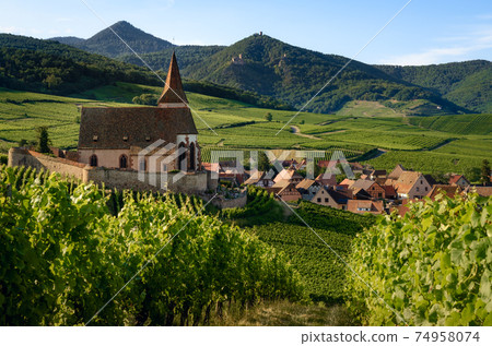 Church and vineyards of Saint-Jacques-le-Major in Hunawihr, Alsace (France) Church and vineyards of Saint-Jacques-le-Major in Hunawihr, Alsace (France) 74958074