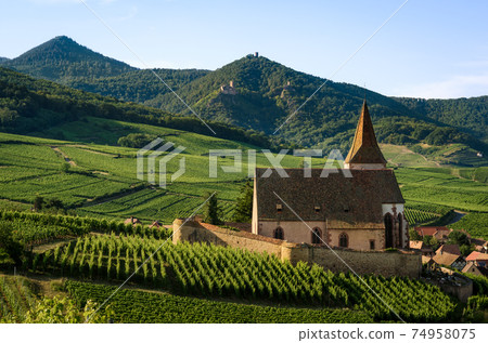 Church and vineyards of Saint-Jacques-le-Major in Hunawihr, Alsace (France) Church and vineyards of Saint-Jacques-le-Major in Hunawihr, Alsace (France) 74958075