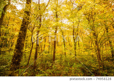 Autumn in the Shirakami Mountains, a World Heritage Site, 12 lakes of autumn colors, beech natural forest 74958128