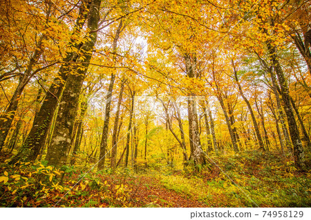 Autumn in the Shirakami Mountains, a World Heritage Site, 12 lakes of autumn colors, beech natural forest Autumn in the Shirakami Mountains, a World Heritage Site, 12 lakes of autumn colors, beech natural forest 74958129