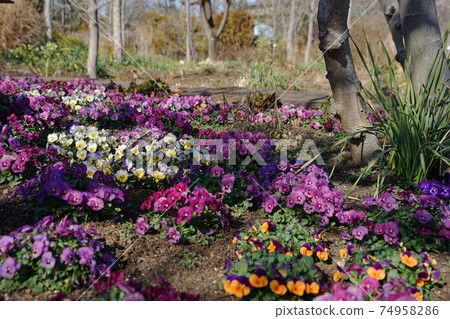 二月調布855中提琴,中提琴科,慶應義Floral花卉園昂熱 二月調布855中提琴,中提琴科,慶應義Floral花卉園昂熱 74958286