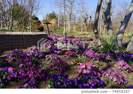 2月調布854中提琴,中提琴科,慶應義Floral花卉花園昂熱 2月調布854中提琴,中提琴科,慶應義Floral花卉花園昂熱 74958287