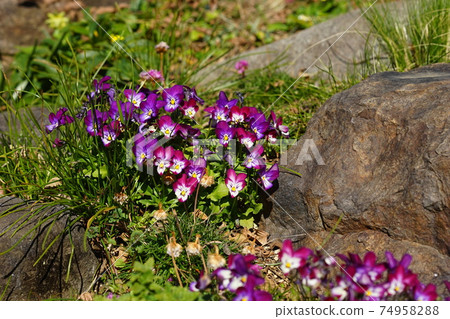 2月調布853中提琴,中提琴科,慶應義Floral花卉園昂熱 2月調布853中提琴,中提琴科,慶應義Floral花卉園昂熱 74958288