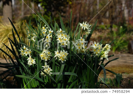 2月調布848日本水仙（Narcissus narcissus），石蒜科，慶應義Floral花卉園昂熱 74958294