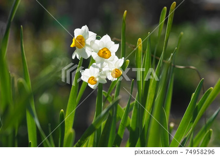 2月調布846日本水仙(Narcissus narcissus),石蒜科,慶應義Floral花卉園昂熱 2月調布846日本水仙(Narcissus narcissus),石蒜科,慶應義Floral花卉園昂熱 74958296