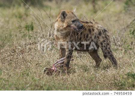 Hyena eating, Africa Hyena eating, Africa 74958459