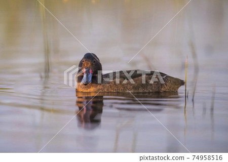 Black headed Duck, Patagonia, Argentina 74958516