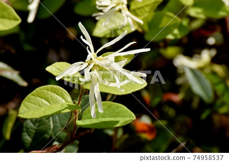在三鷹中原盛開的白色邊緣花 在三鷹中原盛開的白色邊緣花 74958537