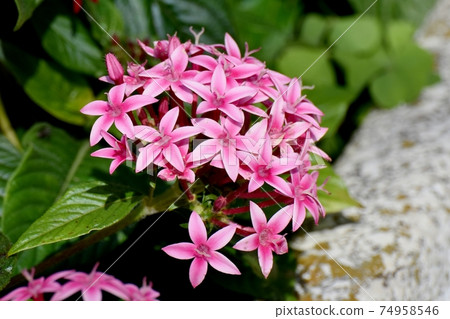 在三鷹中原盛開的粉紅色五角星形花 照片素材 圖片 圖庫