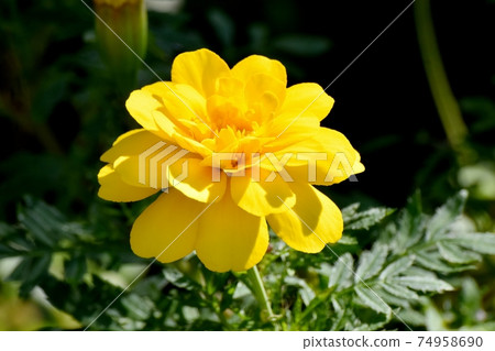 在三鷹中原盛開的黃色萬壽菊花 74958690