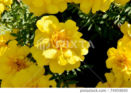 在三鷹中原盛開的黃色萬壽菊花 74958695
