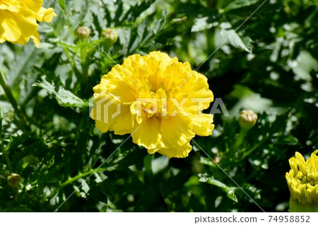Yellow marigold flower blooming in Mitaka Nakahara Yellow marigold flower blooming in Mitaka Nakahara 74958852