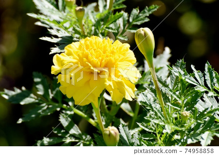 Yellow marigold flower blooming in Mitaka Nakahara Yellow marigold flower blooming in Mitaka Nakahara 74958858