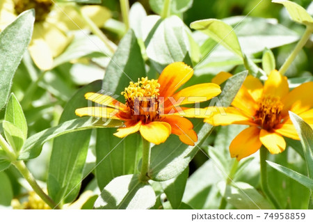 Orange zinnia flower blooming in Mitaka Nakahara Orange zinnia flower blooming in Mitaka Nakahara 74958859