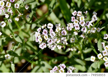 White alyssum (sweet alyssum) flowers blooming in Mitaka Nakahara 74958933