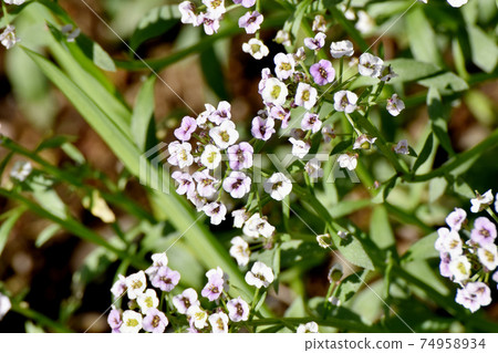 White alyssum (sweet alyssum) flowers blooming in Mitaka Nakahara White alyssum (sweet alyssum) flowers blooming in Mitaka Nakahara 74958934