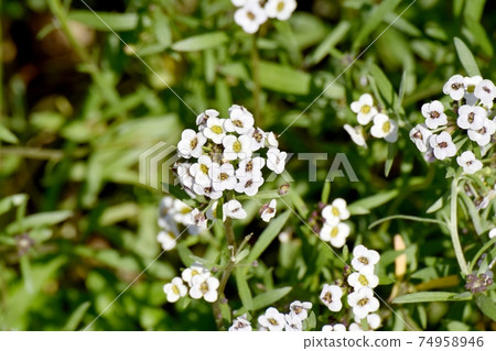 White alyssum (sweet alyssum) flowers blooming in Mitaka Nakahara White alyssum (sweet alyssum) flowers blooming in Mitaka Nakahara 74958946