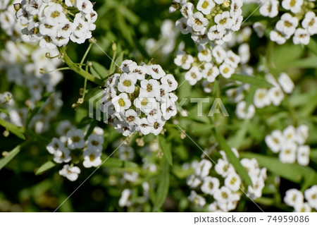 在中原三鷹市盛開的白香雪球(甜香雪球) 在中原三鷹市盛開的白香雪球(甜香雪球) 74959086