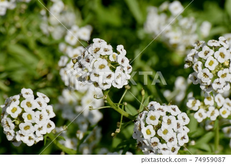 White alyssum (sweet alyssum) flowers blooming in Mitaka Nakahara White alyssum (sweet alyssum) flowers blooming in Mitaka Nakahara 74959087