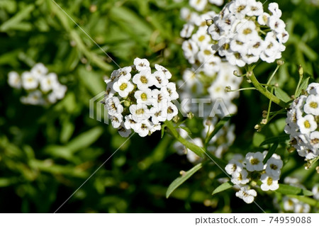 White alyssum (sweet alyssum) flowers blooming in Mitaka Nakahara White alyssum (sweet alyssum) flowers blooming in Mitaka Nakahara 74959088