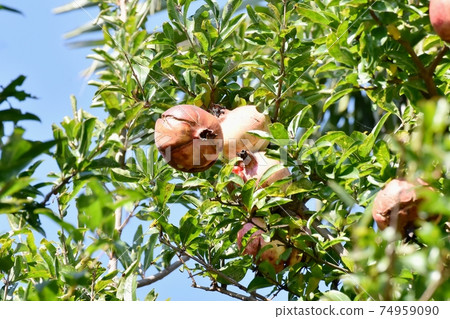 在三島中原的石榴果實 74959090