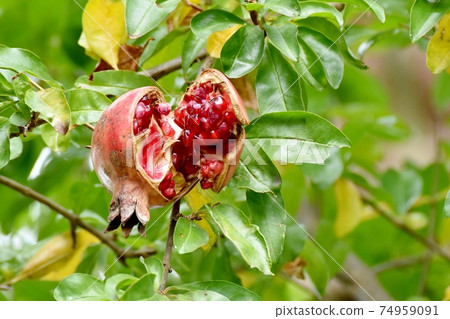 在三島中原的石榴果實 74959091