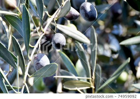 Olive fruit becoming Mitaka Nakahara 74959092