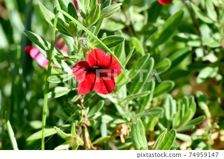 紅色的Calibrachoa花盛開在三鷹中原 74959147