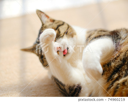 Cat washing face 74960219