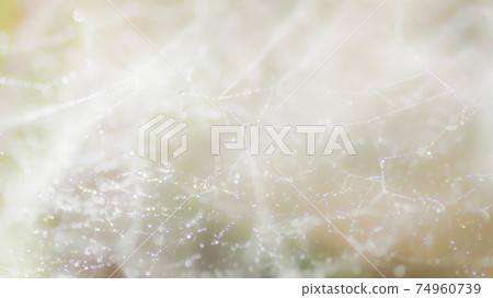 Fantastic morning dew shining in the morning light 74960739