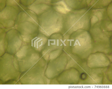 豬肉脂肪的顯微照片（1000x） 74960888