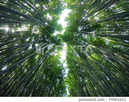 Kyoto Sagano bamboo grove road Kyoto Sagano bamboo grove road 74961032
