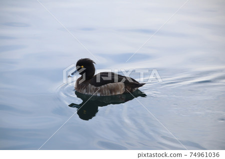 Kinkrochasshuro 74961036