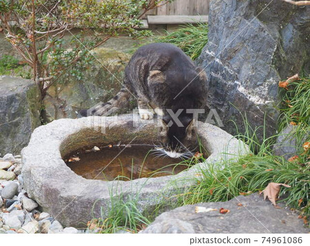 Cat during a drinking break Cat during a drinking break 74961086