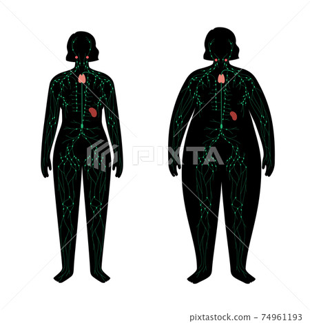 Lymphatic system in obese body 74961193