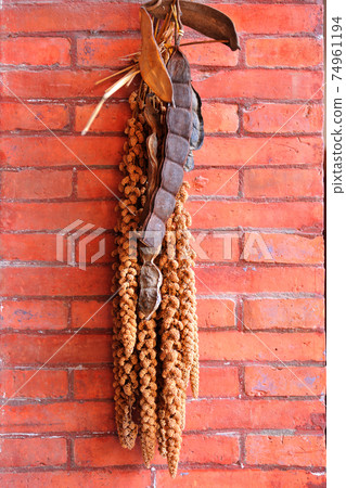 紅磚牆,農作物,高粱,壁 74961194