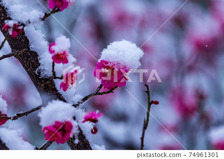紅梅上的春天的雪 74961301