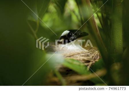 鳥類,飛羽,白頭翁,肉桂樹,鳥巢 74961773