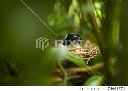 鳥類,飛羽,白頭翁,肉桂樹,鳥巢 74961774