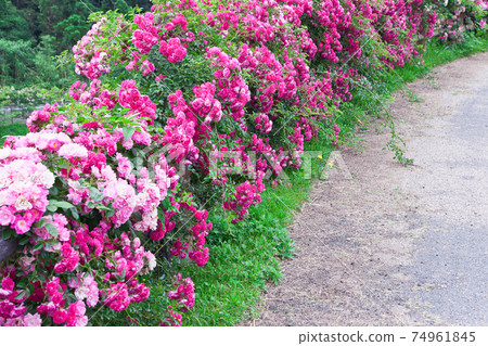 Pink rose hedge 74961845