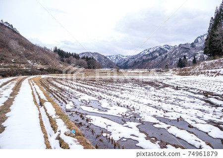 Early winter rice field 74961879