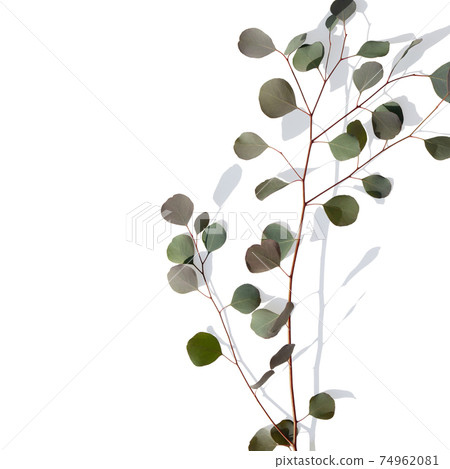 White background with eucalyptus branches-there are multiple variations 74962081
