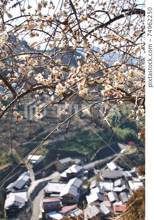 Tanabe Ishigami Umebayashi in early spring, Tanabe City, Wakayama Prefecture 74962250